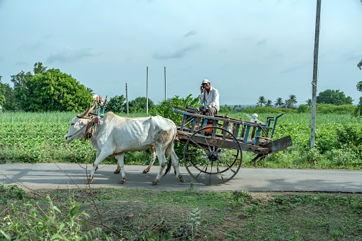 Pune, India - September 10 2023: Man talks on mobile phone as he rides a bullock cart on a rural road near Pune India.