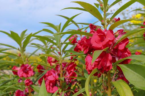 Balsamina Impatiens Balsamina L Flower Stock Photo - Download Image Now - Autumn ...