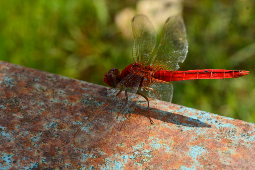 Photo of a red dragonfly perched on scrap metal