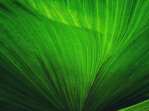 Banana leaf.  Similar photographs from my portfolio: