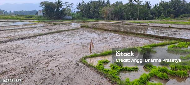Empty Rice Fields Empty Rice Fields Agricultural Fields Pattern And Texture Stock Photo ...