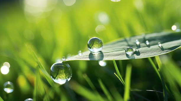 uma bela fotografia macro de orvalho matinal de gotas de água da chuva transparentes limpas, várias gotículas sobre a folha verde sob a luz do sol com bokeh, foco seletivo. pureza, frescura, reflexão. - waterdroplets - fotografias e filmes do acervo