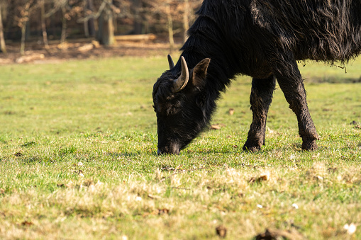 Yound carpathian water buffalo while grazing on the grass field on a sunny day in spring