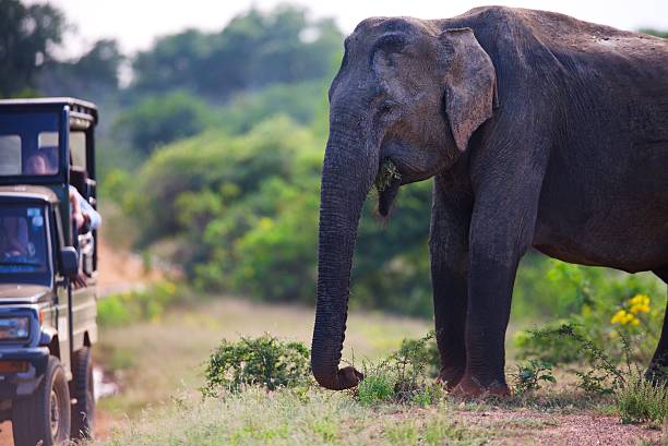 istock Elephant safari Sri Lanka 167527423