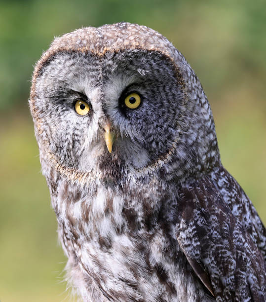 istock Great Grey Owl portrait in the forest, Quebec, Canada 1675300213