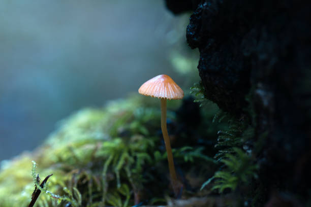 Wild mushroom growing in the lush rainforest on Vancouver Island.