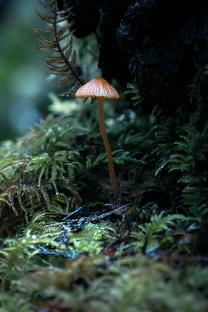 Mushroom Growing In The Forest stock photo