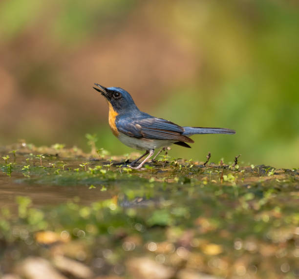 istock Indochinese Blue Flycatcher 1675300783