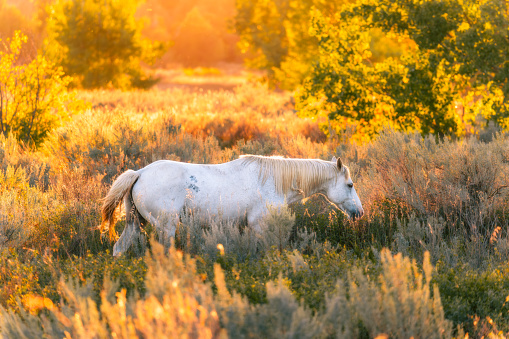 Amidst the fiery embrace of the setting sun, a lone white horse emerges as a symbol of untamed beauty and grace. Nature's masterpiece in every stride.