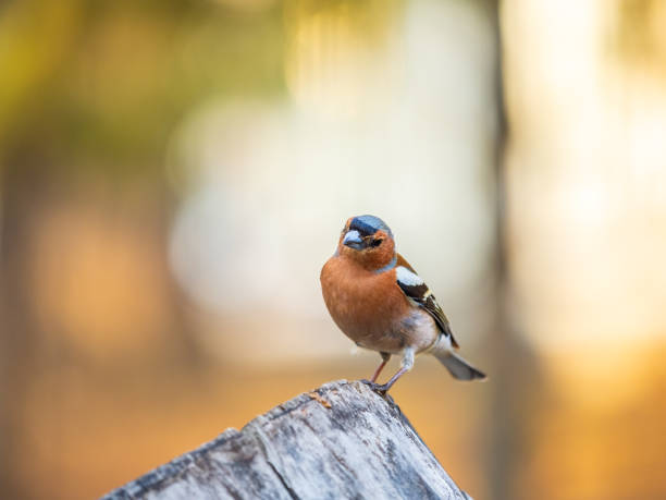 istock Common chaffinch, Fringilla coelebs, sits on a tree. Common chaffinch in wildlife. 1675304827