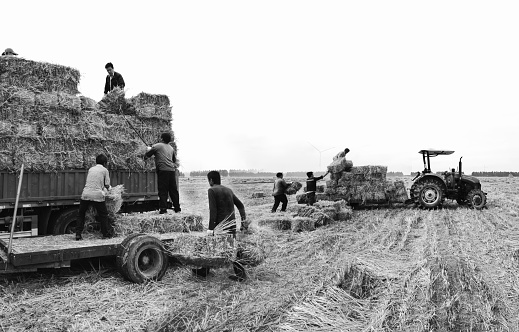 Jiangsu, China – October 15, 2019: A grayscale of Farmers in China working after the autumn harvest