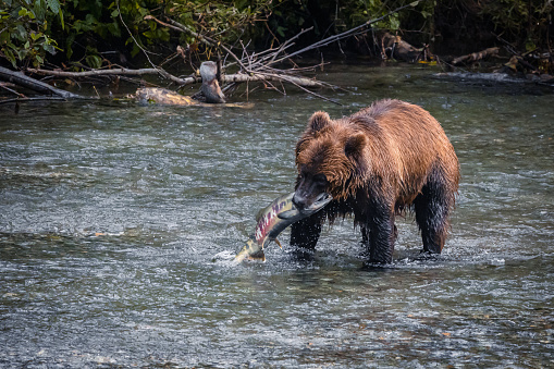 Grizzly bear hunting for salmon along the border of British Columbia and Alaska.