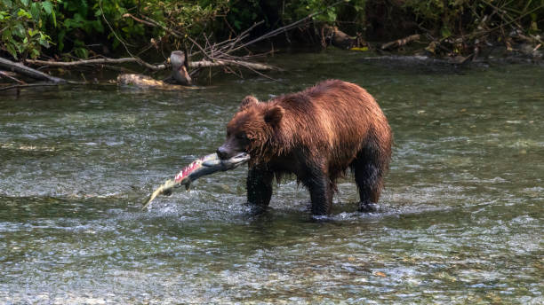 istock Grizzly Bear Hunting For Salmon 1675306837