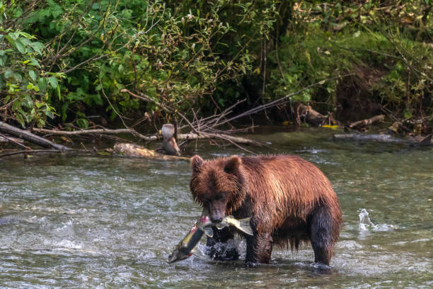 Grizzly Bear Hunting For Salmon stock photo
