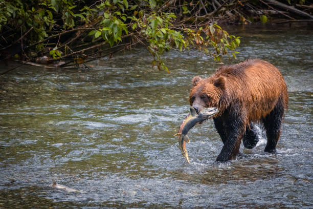 istock Grizzly Bear Hunting For Salmon 1675306843