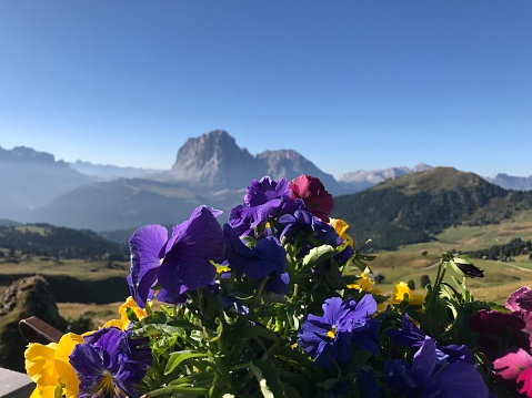 Flower pots in South Tyrol, Val Gardena