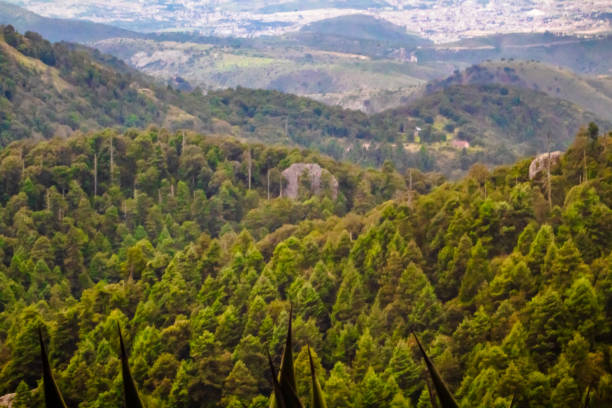 Forest in the mountains in Mineral del Chico Hidalgo