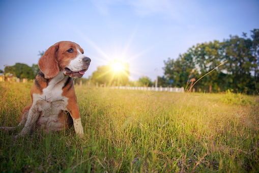 Portrait of a Beagle dog sit on the grass field under the warm beautiful sunset sky background in the summer.