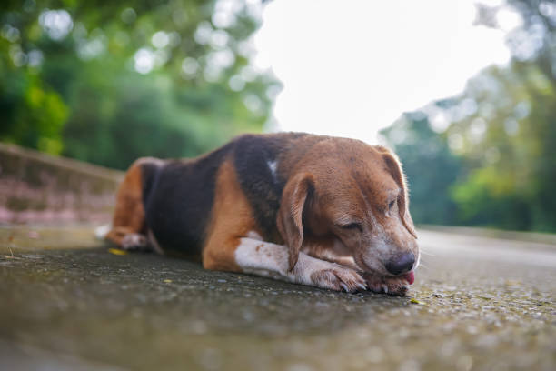 istock An old beagle dog scratches his leg while lay down on the lonely road . 1675309053