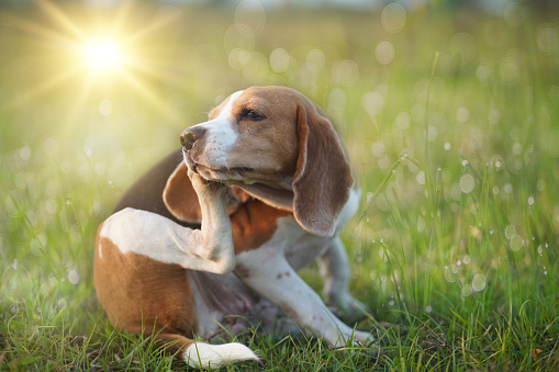 A cute beagle dog scratching her body in the grass field under the afternoon sun.