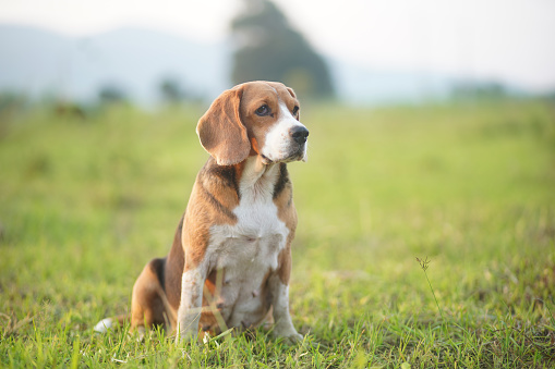 Portrait of an adorable beagle dog while sitting on the greengrass in the medow in the evening.