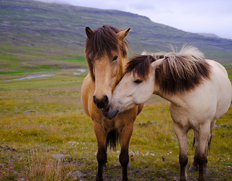 Two Icelandic horses nuzzling in the idyllic countryside of North-West Iceland.
