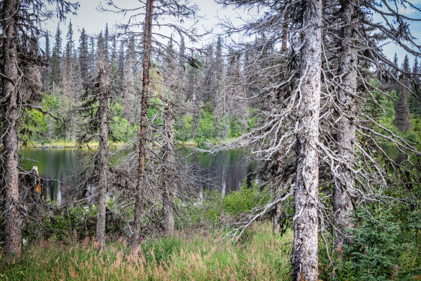 istock Dramatic landscape and lake view in Central Alaska near Denali 1675321632