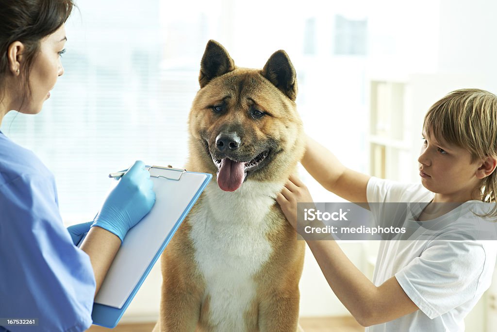 Arzt - Lizenzfrei Hund Stock-Foto