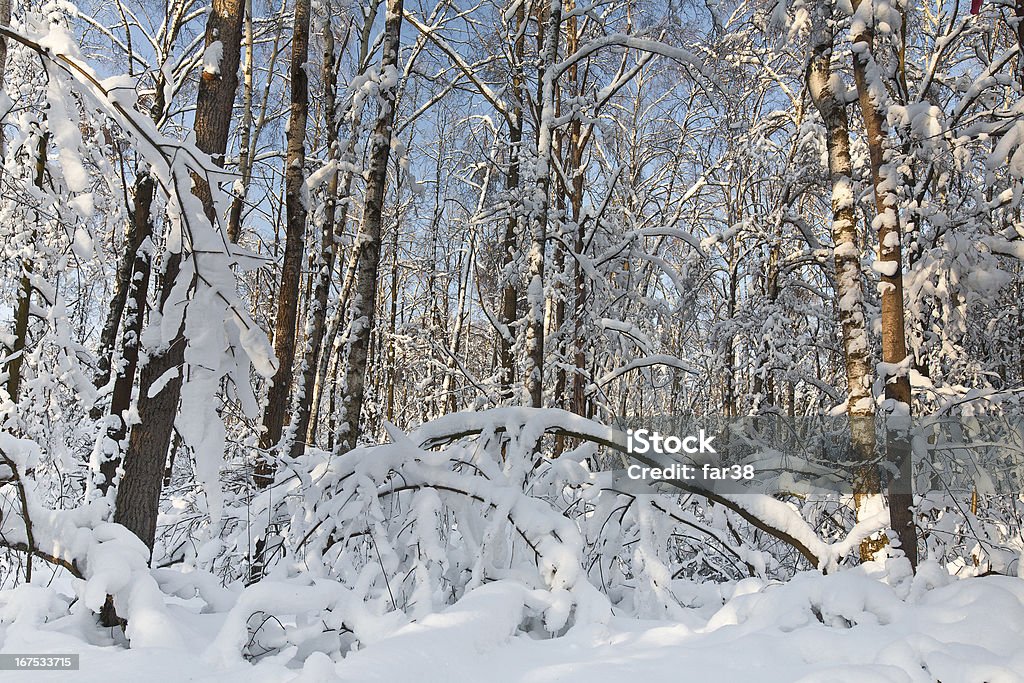 Зима в лесу - Стоковые фото Без людей роялти-фри