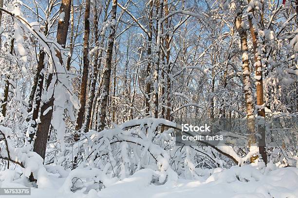 Зима В Лесу — стоковые фотографии и другие картинки Без людей - Без людей, Белый, В тени