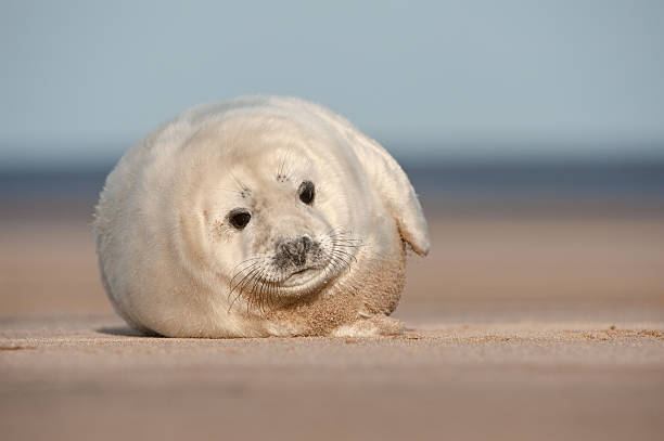 Grey Filhote de foca - foto de acervo