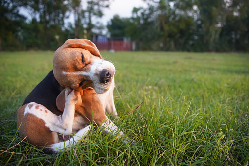 An adorable beagle dog scratching body outdoor on the grass field in the evening.