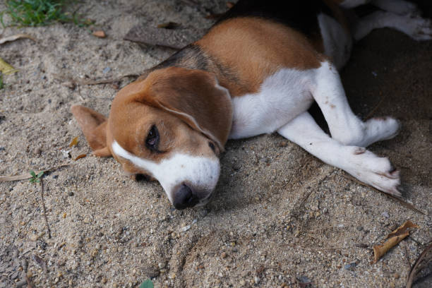 istock A cute beagle dog sleep on the sand in the park. 1675346012