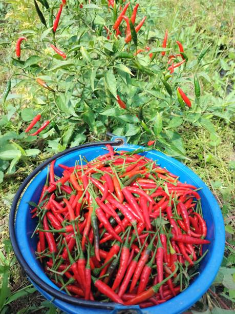 istock Red chili peppers in my garden 1675346013