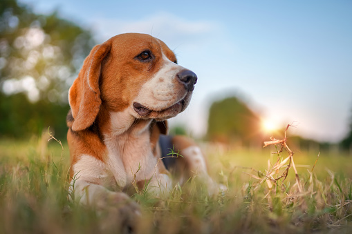 Happy beagle standing on blank board winkin with one eye