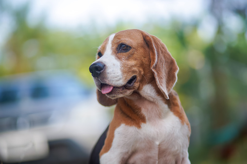 Portrait an adorable beagle dog outdoor,bokeh and light.