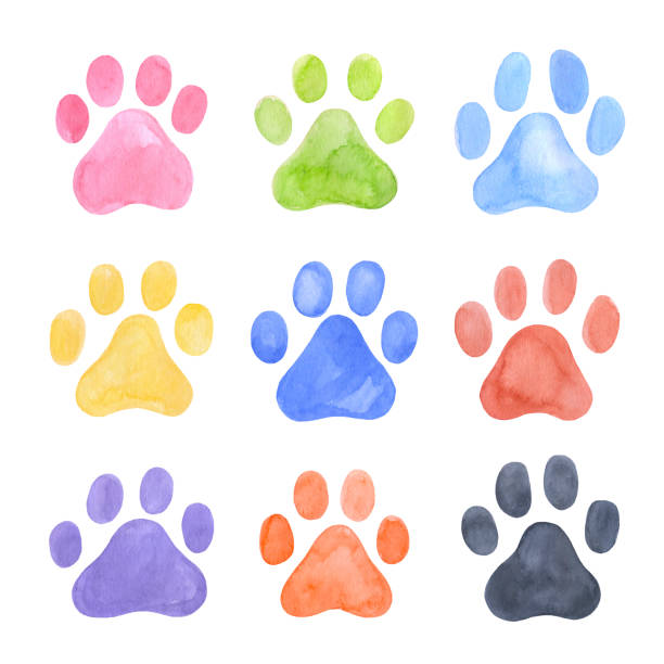 istock Dog paw prints set. Black, blue and red puppy or cat paw track. 1675348176