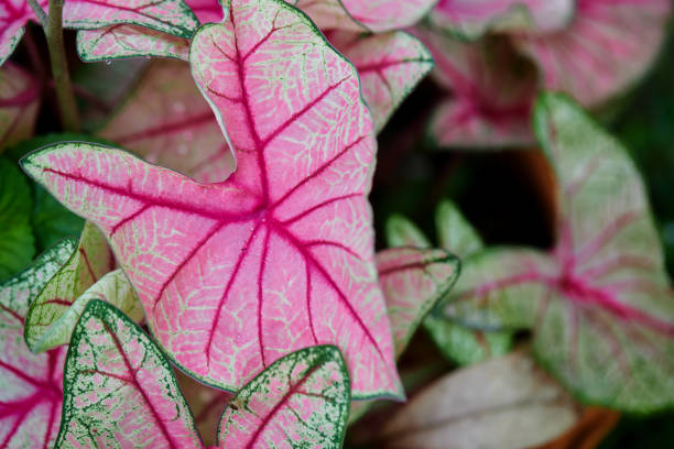 istock A beautiful pink Caladium leaf in the garden 1675353409