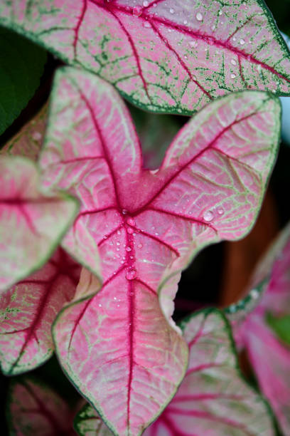 istock A beautiful pink Caladium leaf in the garden 1675353420