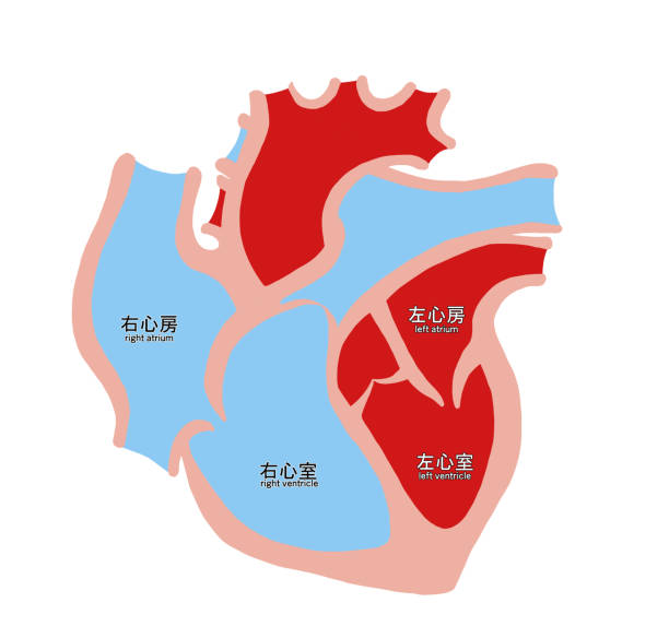 illustrations, cliparts, dessins animés et icônes de illustration simple de la coupe transversale du cœur - septum interventriculaire