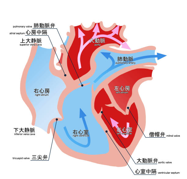 illustrations, cliparts, dessins animés et icônes de illustration simple de la coupe transversale du cœur - septum interventriculaire