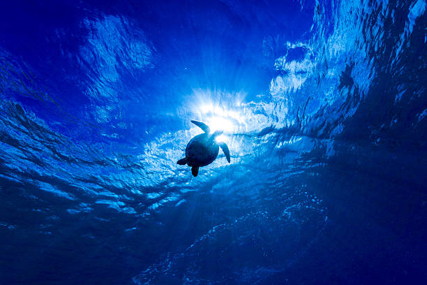 Green Turtle silhouette in Kona,Hawaii