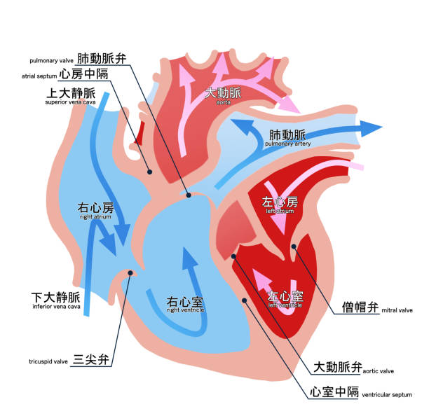 illustrations, cliparts, dessins animés et icônes de illustration simple de la coupe transversale du cœur - septum interventriculaire