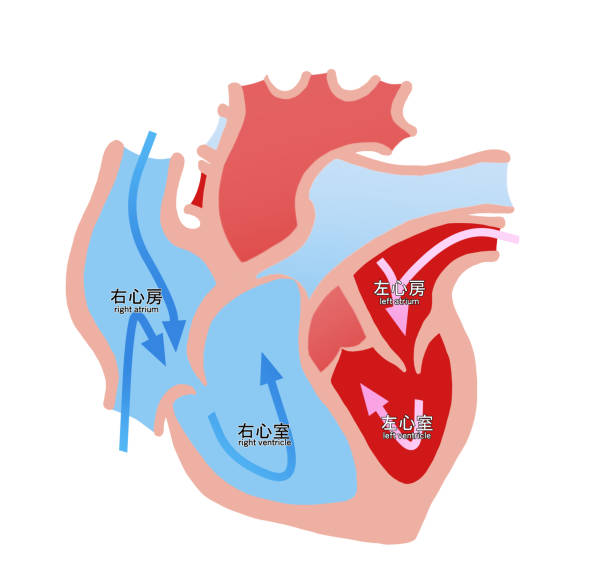 illustrations, cliparts, dessins animés et icônes de illustration simple de la coupe transversale du cœur - septum interventriculaire