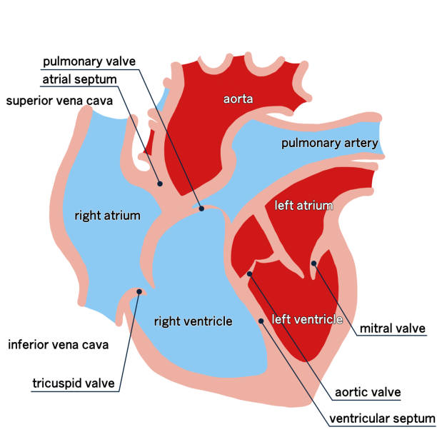 illustrations, cliparts, dessins animés et icônes de illustration simple de la coupe transversale du cœur - septum interventriculaire
