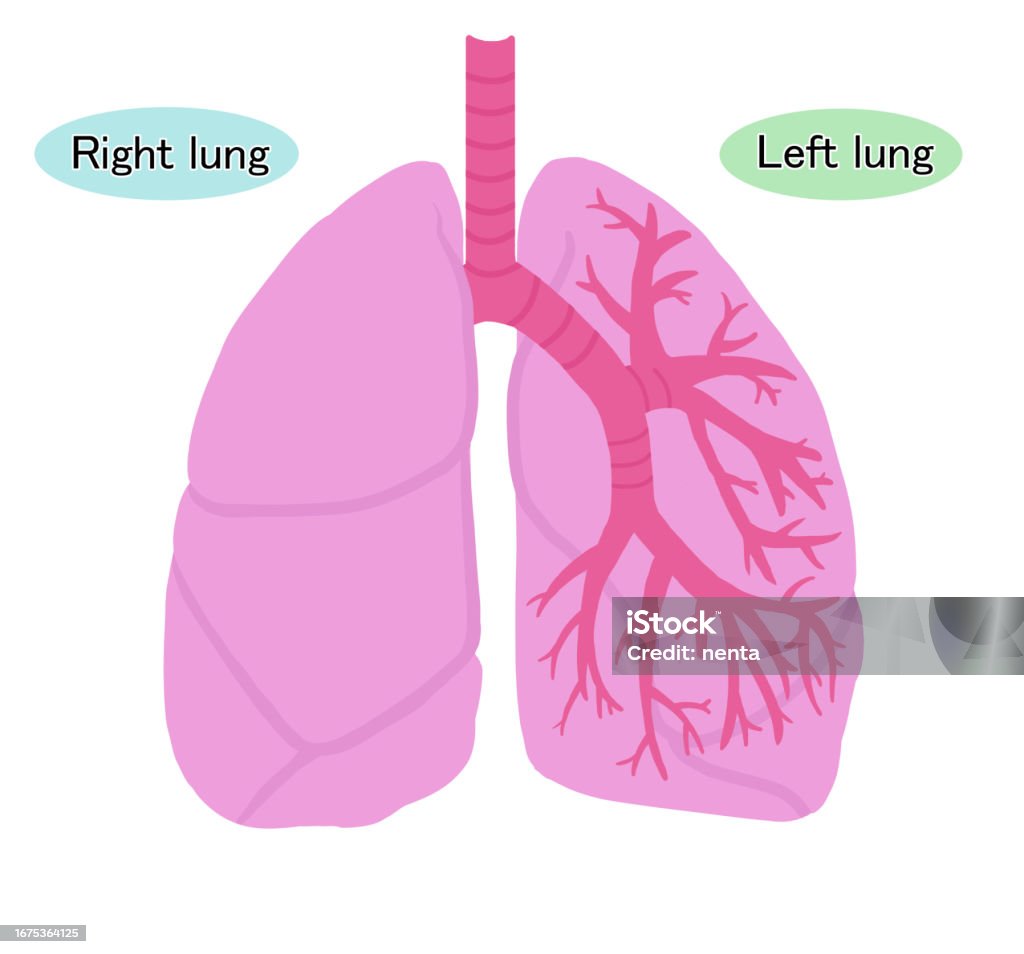 Left Lung File Simple Left And Right Lung Illustration Stock Illustration - Download ...