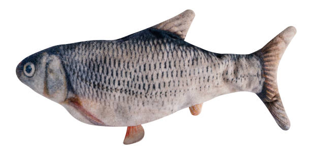 istock Carp shaped pillow isolated on white background with clipping path 1675380872