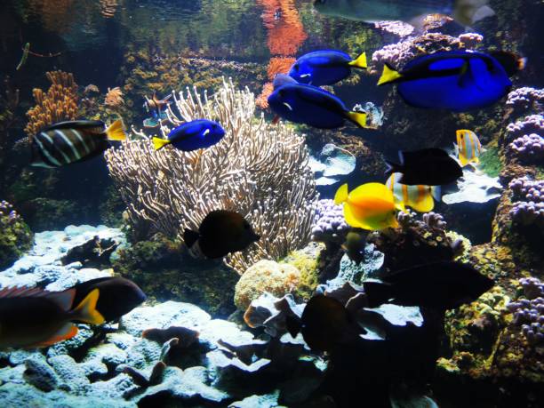 istock coral sea fishes 1675392965