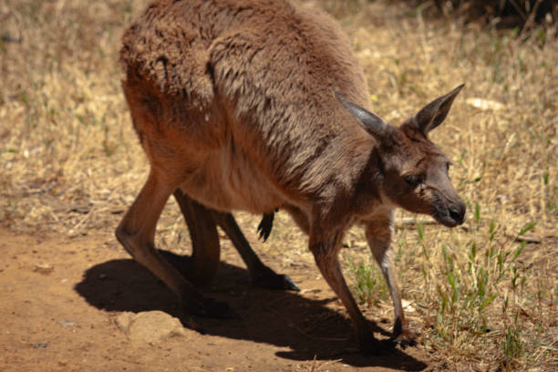 istock Three quarter view of a grey Kangaroo with a joey in its pouch 1675392967
