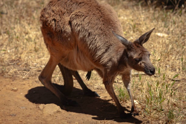 Three quarter view of a grey Kangaroo with a joey in its pouch stock photo